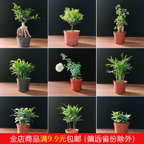小绿植桌面盆栽观赏趣味净化空气