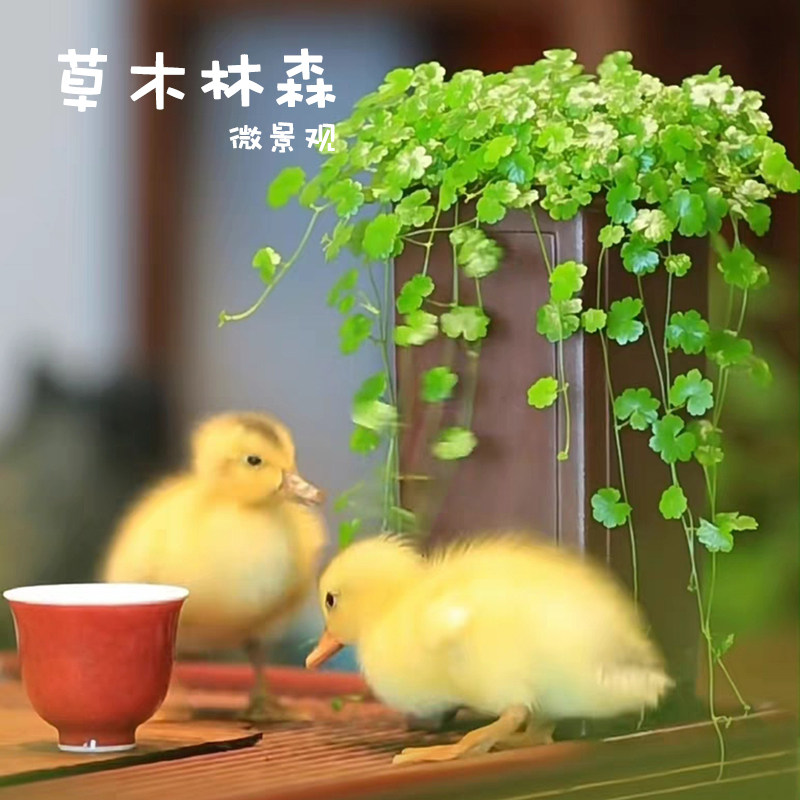 天胡荽花叶天胡荽盆栽植物天湖荽天湖葵水草水下叶水上叶盆景铺面