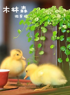 天胡荽盆栽盆景铺面水草造景植物