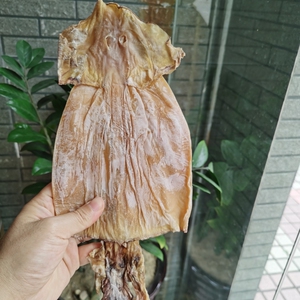 A500g大鱿鱼干货5头厚肉淡干尤鱼须海鲜水产特产手撕烧烤碳烤煲汤