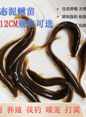 泥鳅鱼鲜活喂养宠物龙鱼虎鱼活饵乌龟饲料泥鳅养殖垂钓观赏鱼饵料