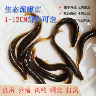 泥鳅鱼鲜活喂养宠物龙鱼虎鱼活饵乌龟饲料泥鳅养殖垂钓观赏鱼饵料