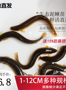 台湾泥鳅活体喂乌龟喂鱼翘嘴鲈鱼黑鱼饵料放养路亚娱乐