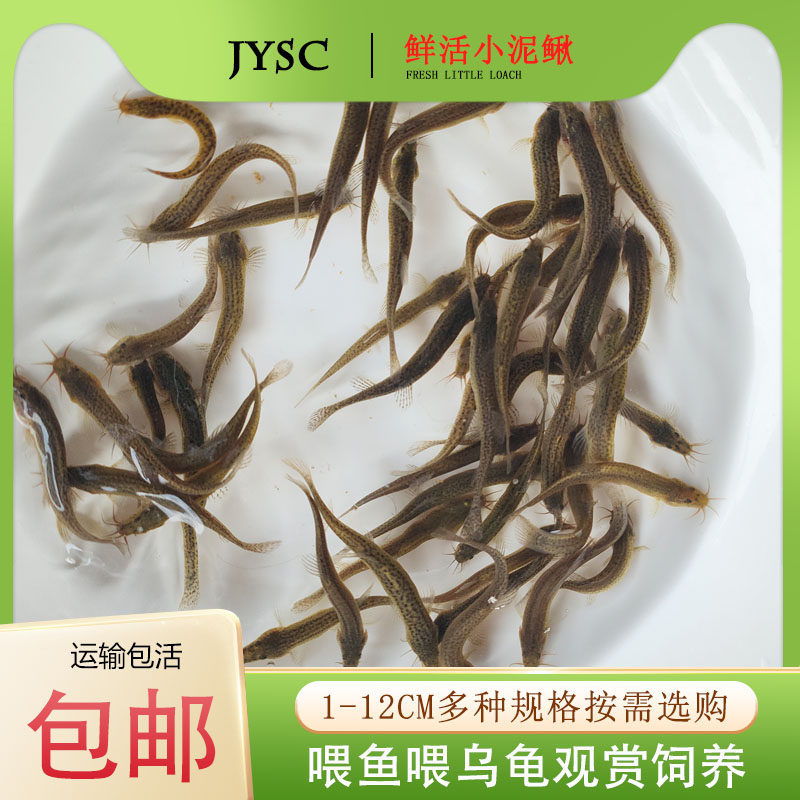 鲜活小泥鳅活体喂乌龟喂鱼龙鱼虎鱼翘嘴鲈鱼黑鱼休闲娱乐易养活
