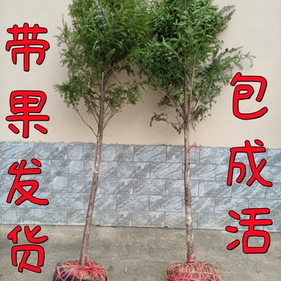 正宗南方红豆杉带果树苗地栽盆栽名贵耐寒大型植物吸甲醛四季常青