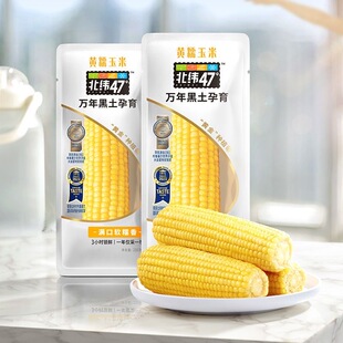 北纬47度黄糯玉米200g/根玉米棒东北非转基因即食新鲜粗粮早餐