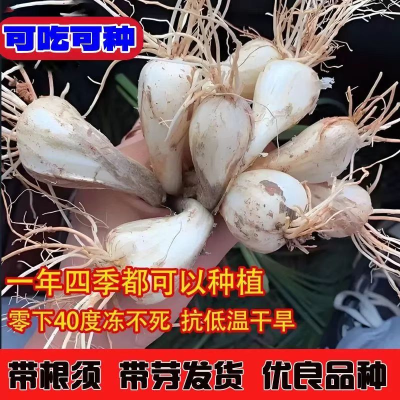 江西农家荞头种子便宜实惠带根带须可种新鲜现挖当季蔬菜种苗