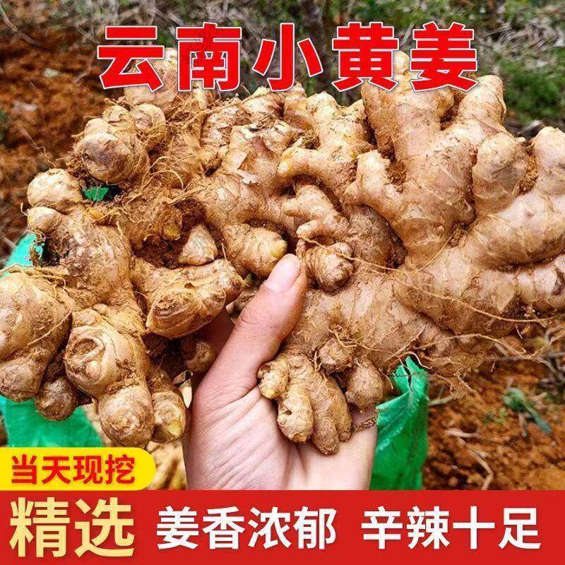 正宗高山辛辣优质云南小黄姜应季新鲜五斤生鲜姜嫩姜现挖现发优