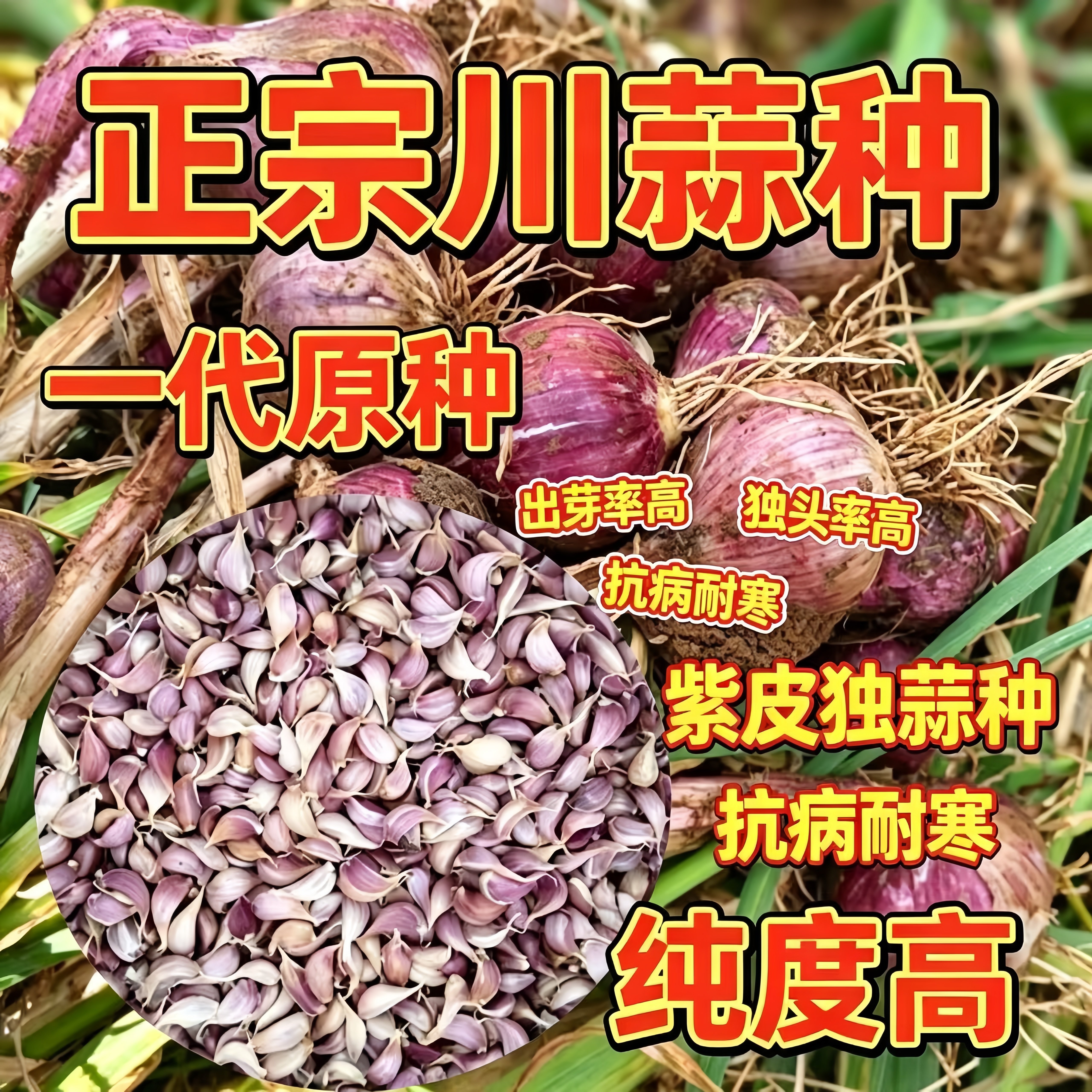 四川彭县正宗独头蒜栽子紫皮独头蒜新鲜独蒜红皮独子一代小蒜瓣栽