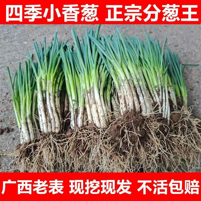 广西四季小香葱种苗南北可种