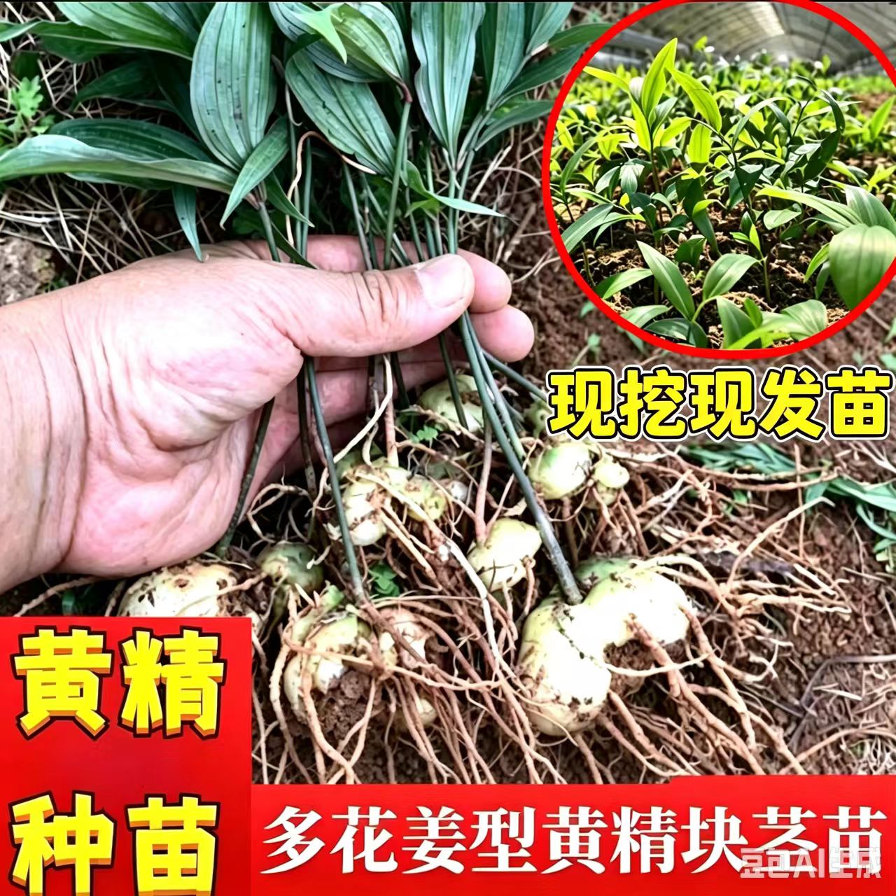 不带叶鸡头黄精种苗甜黄精多花不倒苗老虎姜中药材庭院盆栽种植苗