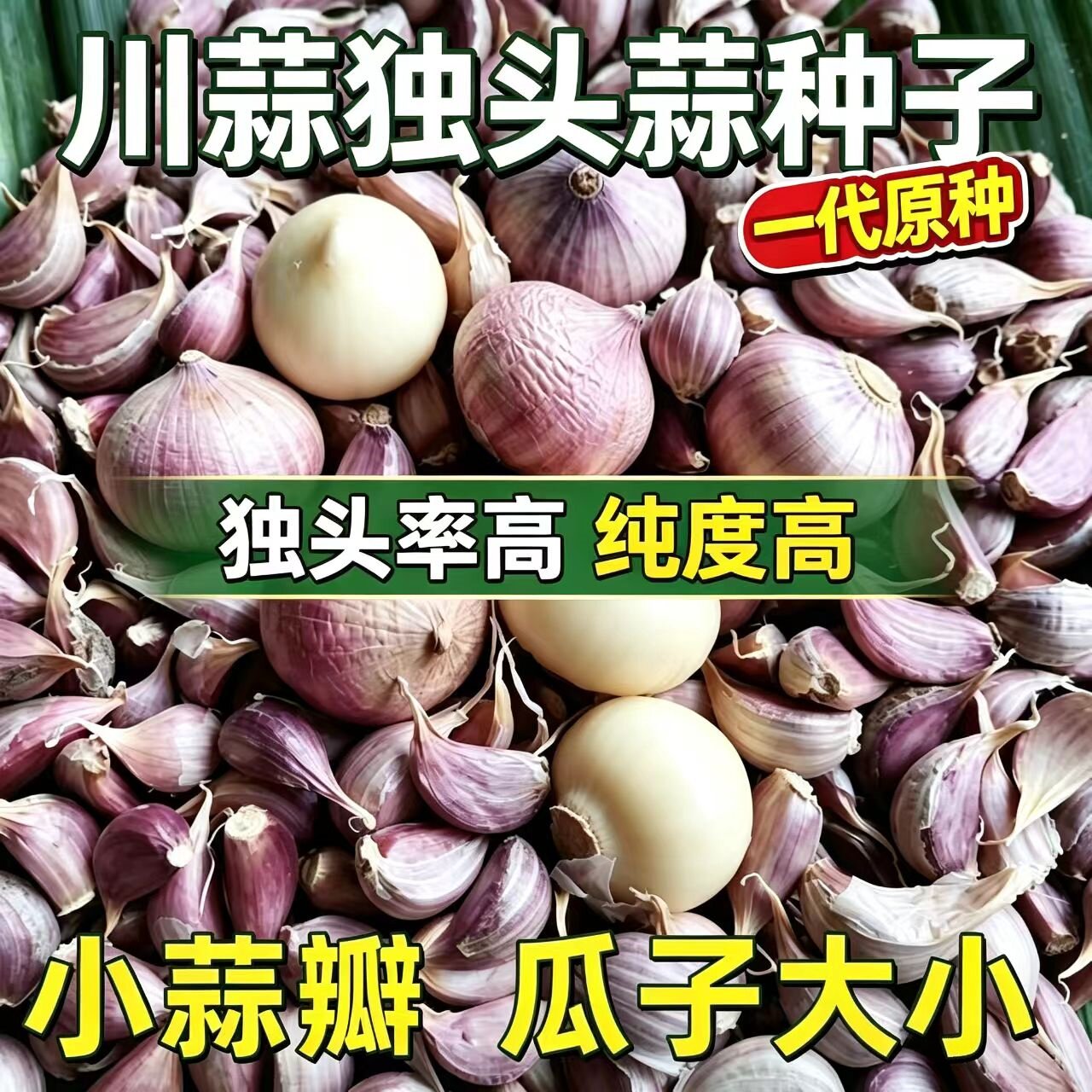 四川独蒜种正宗川蒜种独蒜种紫皮独子种蒜正宗独头蒜种彭县原种栽