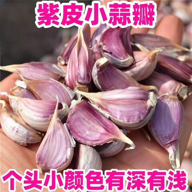 红根蒜苗大蒜子新鲜香蒜蒜种子正宗紫皮大蒜红皮蒜瓣正月种