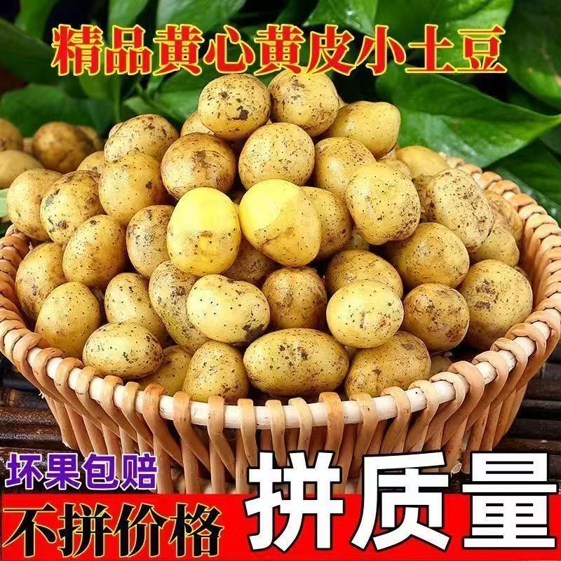 2026年新小土豆农家非转基因土豆现挖黄心高山新鲜农你马铃薯洋芋