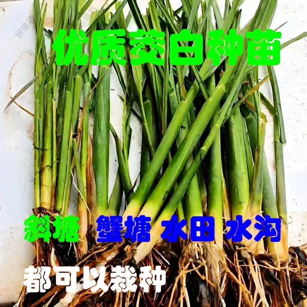茭白种苗高瓜根苗单双季茭瓜茭白苗高笋种根龙虾塘鱼塘种植苗