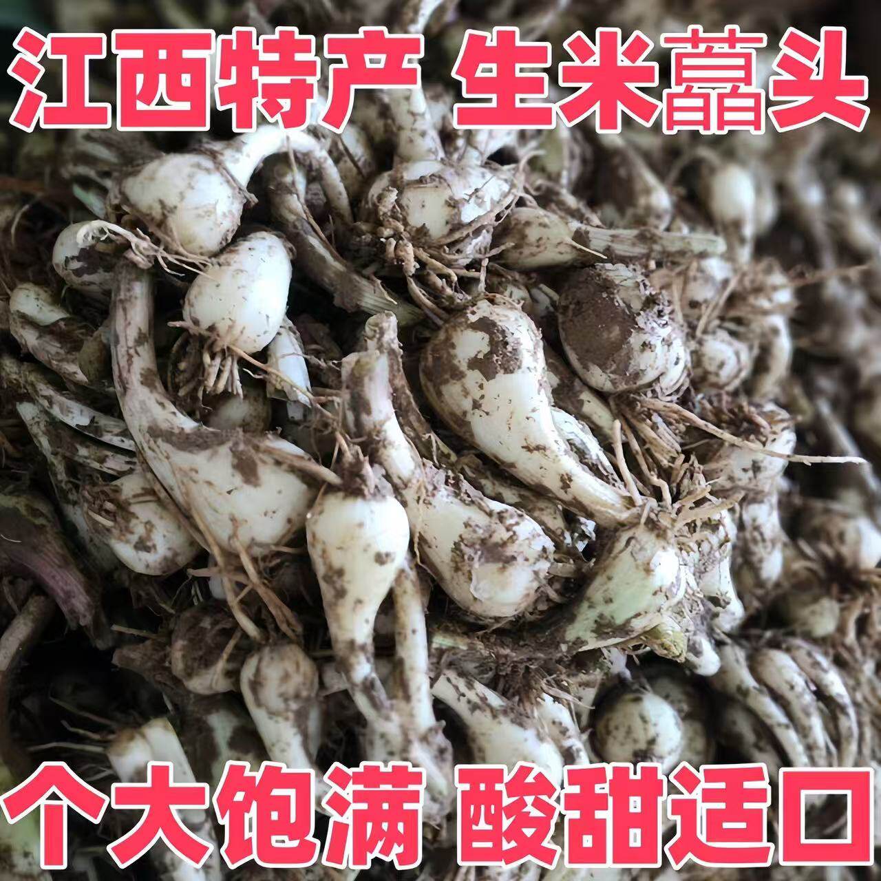 江西高产荞头种子现挖新鲜带根须藠头优质大个自留蔬菜教头种苗