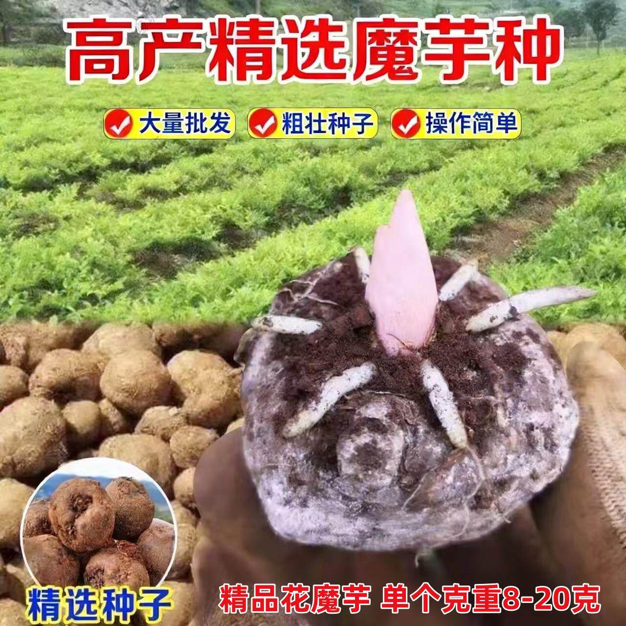 魔芋种云南高产一代二代种子脱水消毒花魔芋十斤种籽魔芋种球好种