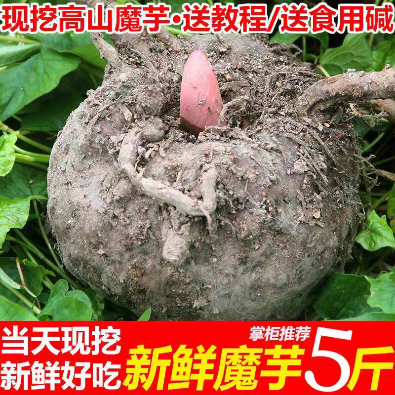 农家自种高山种植魔芋头当季魔芋豆腐原材料食用大个现挖送碱包邮