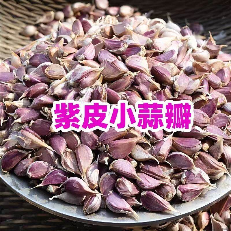 大蒜种子紫皮新鲜蒜种早蒜苔蒜苗大蒜头种籽本地农家出蒜苔蒜