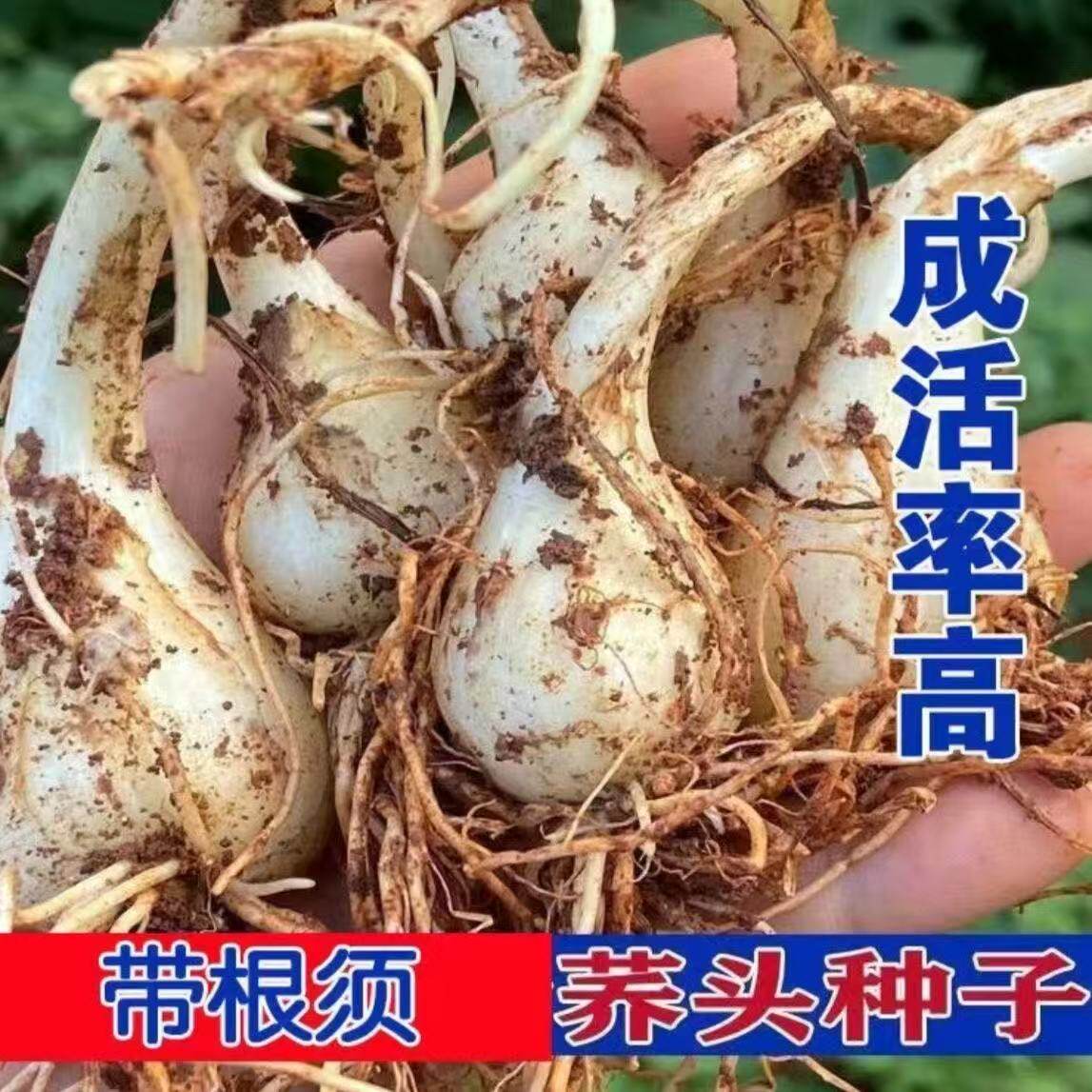 藠头新鲜荞头带须现挖茭