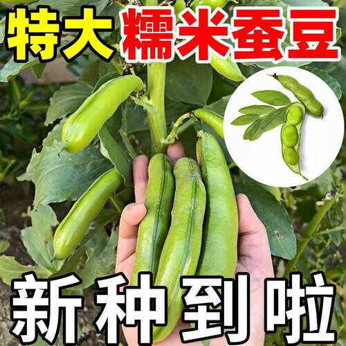 特大号蚕豆种子耐寒早熟高产七星罗汉豆秋冬季播种胡豆种籽