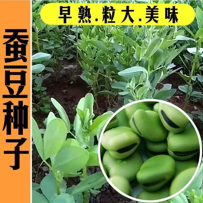 绿皮干蚕豆新货农家自种干胡豆新鲜生蚕豆罗汉豆批发包邮