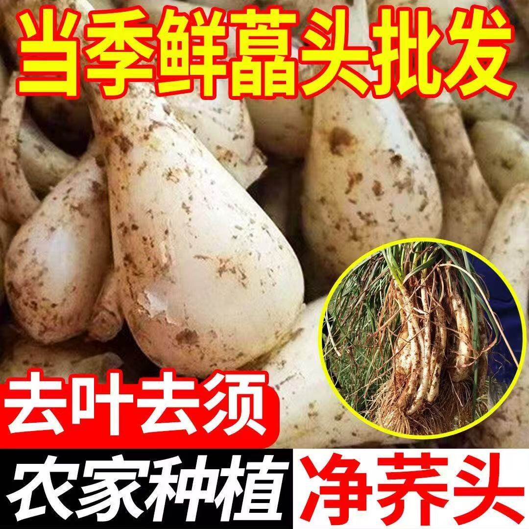 藠头现挖新鲜荞头农家自种茭头教头叫头薤头四川泡菜脆嫩蔬菜包邮