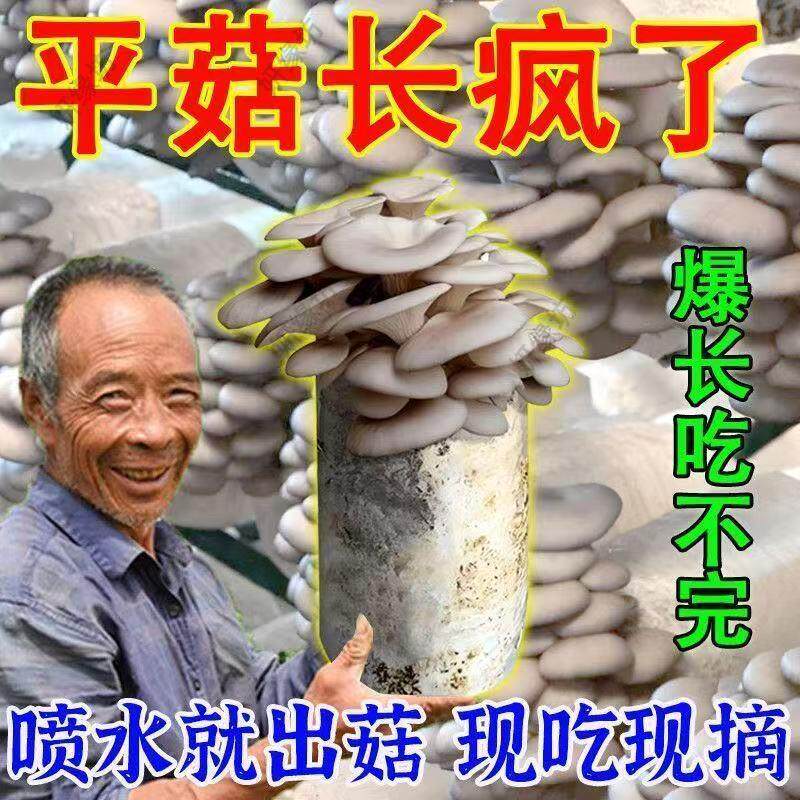 家庭榆黄菇菌包蘑菇种植可食用菌种室内阳台懒人盆栽蘑菇种植包