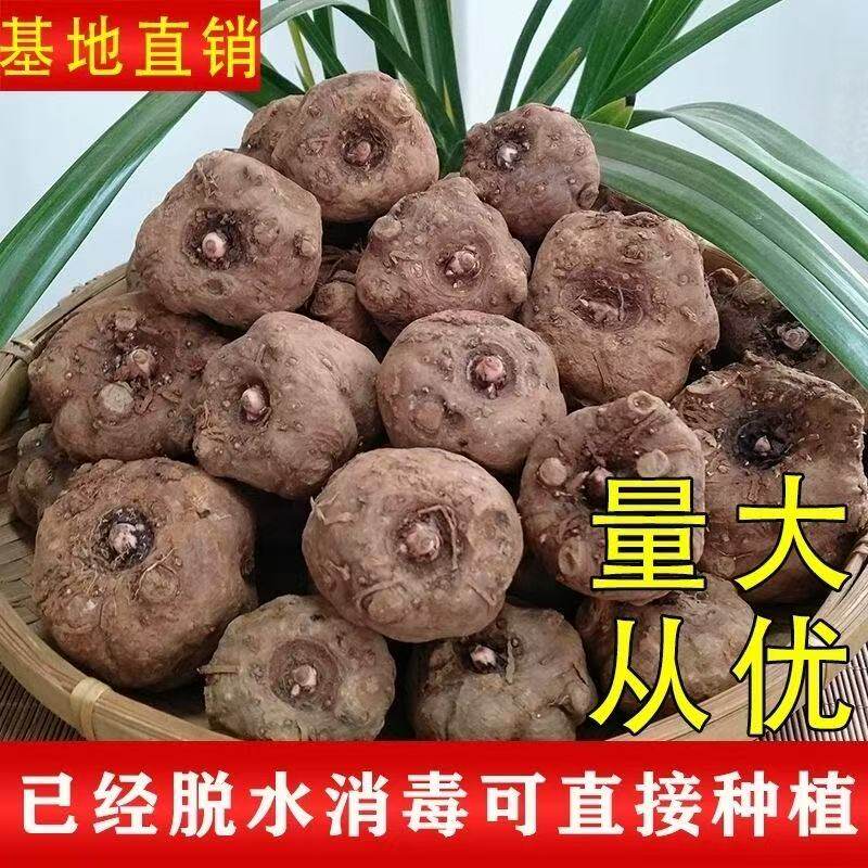 白心新鲜魔芋种子基地当年可收大个种籽1斤高产易活种植