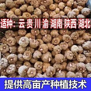 新鲜魔芋种子高产白心基地当年可收大个种籽1斤易活栽种