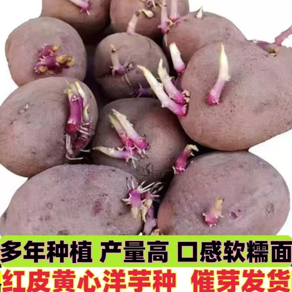 云南带芽红皮土豆种籽种植黄心洋芋农家自种黄皮马铃薯种子老品种