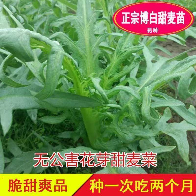 正宗高州甜麦菜苗 阳台盘栽青蔬菜大叶油麦八角苦唛菜 四季种子秧,鲜花速递/花卉仿真/绿植园艺,其它园艺用品,淘宝优惠券,粉丝福利购,淘宝优惠卷