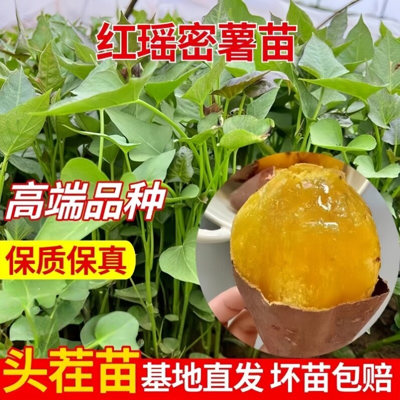红瑶蜜薯苗超甜流油玛莎莉榴莲蜜薯苗六鳌地瓜基地现挖发货