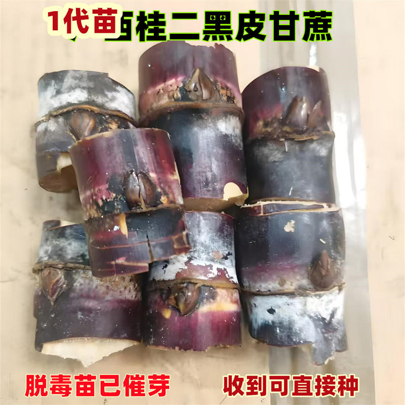 广西黑皮紫皮甘蔗种苗带芽苞高产节长室内外盆栽南北通用水果苗