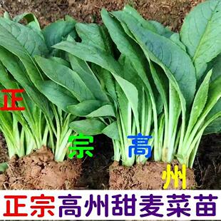 高州甜麦菜苗新鲜现挖带头带泥阳台绿植四季盆栽蔬菜秧苗包邮