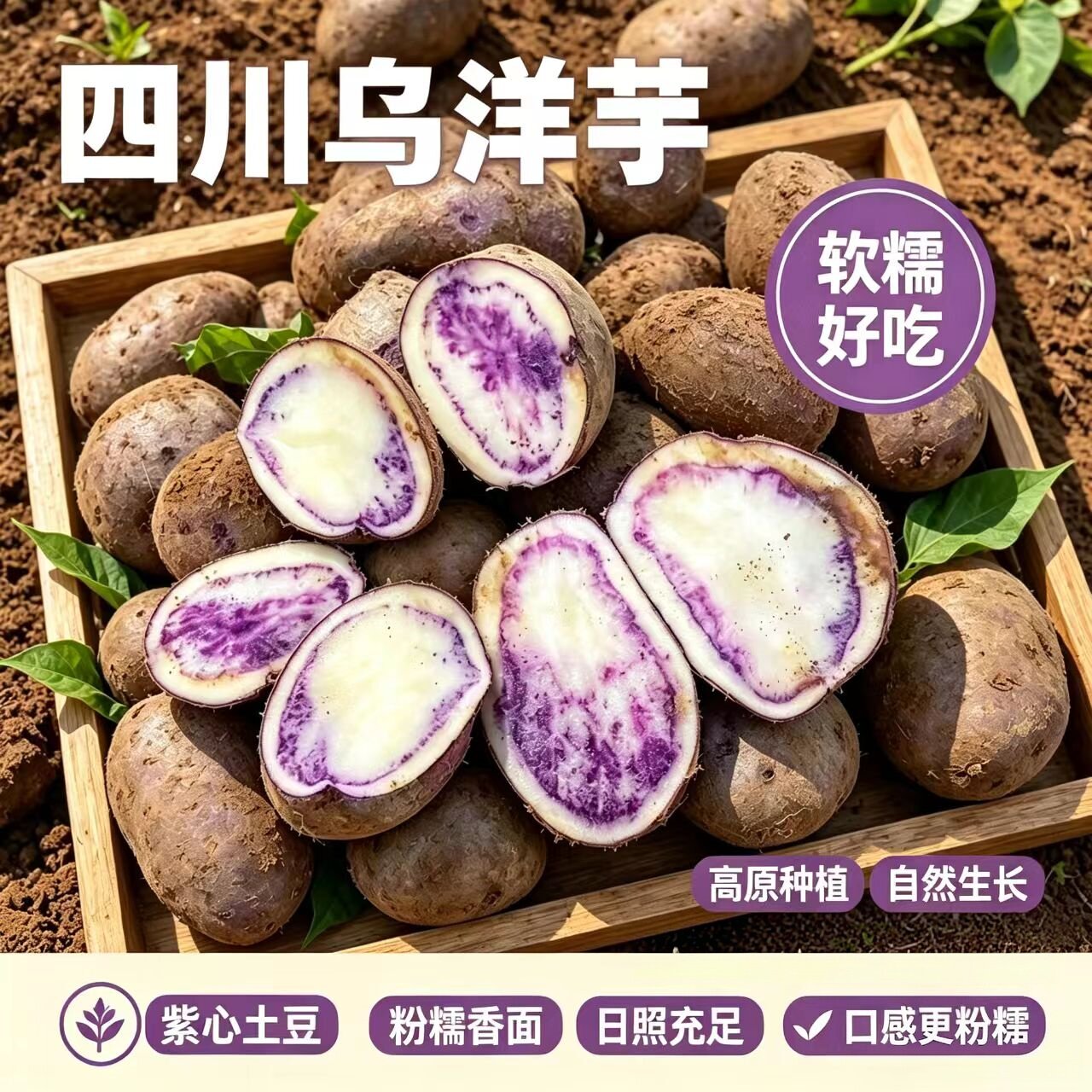 大凉山新鲜现挖老品种七彩乌洋芋紫色紫皮花心小土豆整箱直发包邮