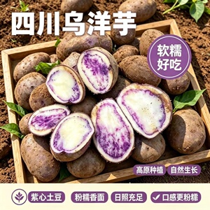 大凉山新鲜现挖老品种七彩乌洋芋紫色紫皮花心小土豆整箱直发包邮