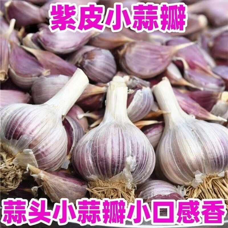 正月种红根蒜苗大蒜子新鲜香蒜蒜种子正宗紫皮大蒜红皮蒜瓣