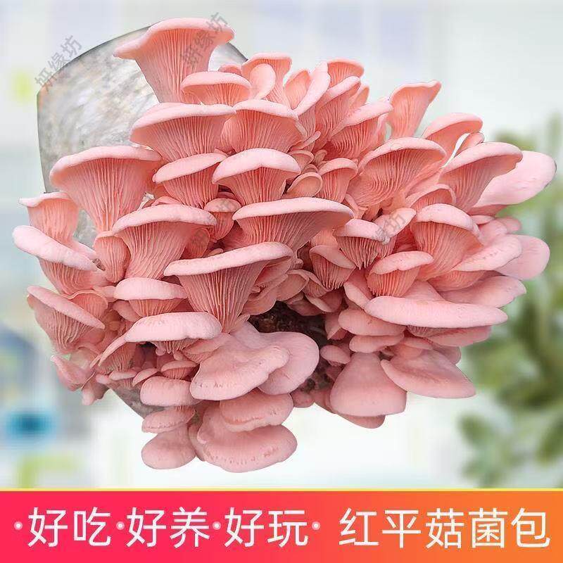 可食用蘑菇菌种家庭种植菌包懒人盆栽室内阳台儿童diy蘑菇菌棒