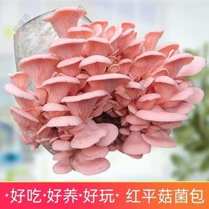 可食用蘑菇菌种家庭种植菌包懒人盆栽室内阳台儿童diy蘑菇菌棒
