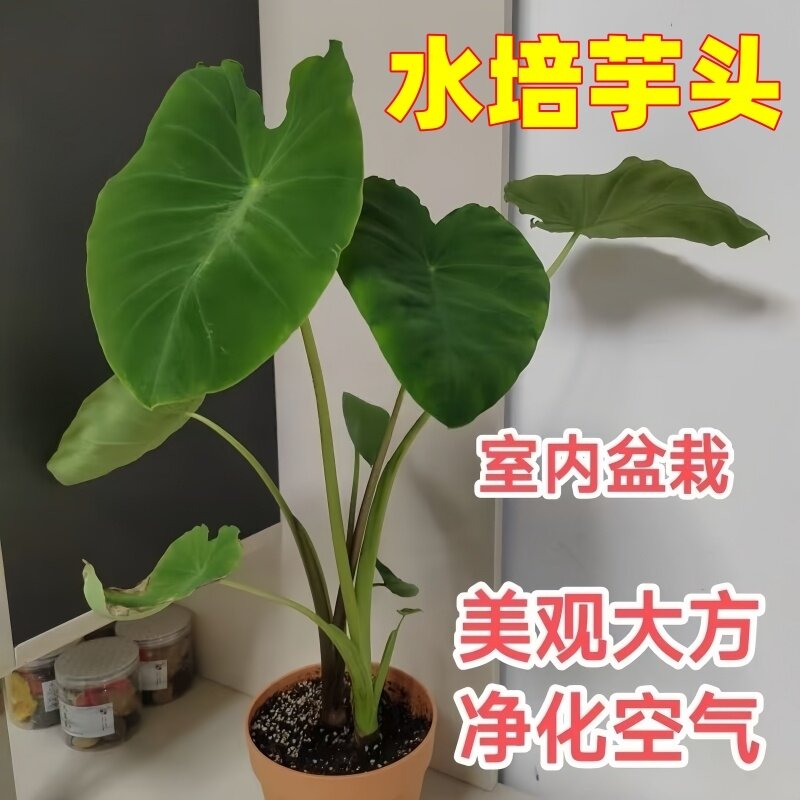 发芽芋头水培观赏植物幼儿园观察生长室内阳台盆栽净化龟缸水景