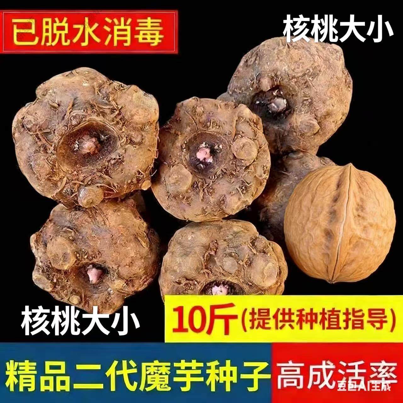 魔芋种云南高产一代二代种子脱水消毒花魔芋十斤种籽魔芋种球高产