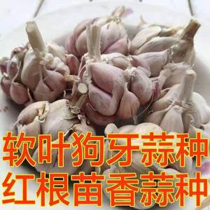 2025新干蒜头四川农家产