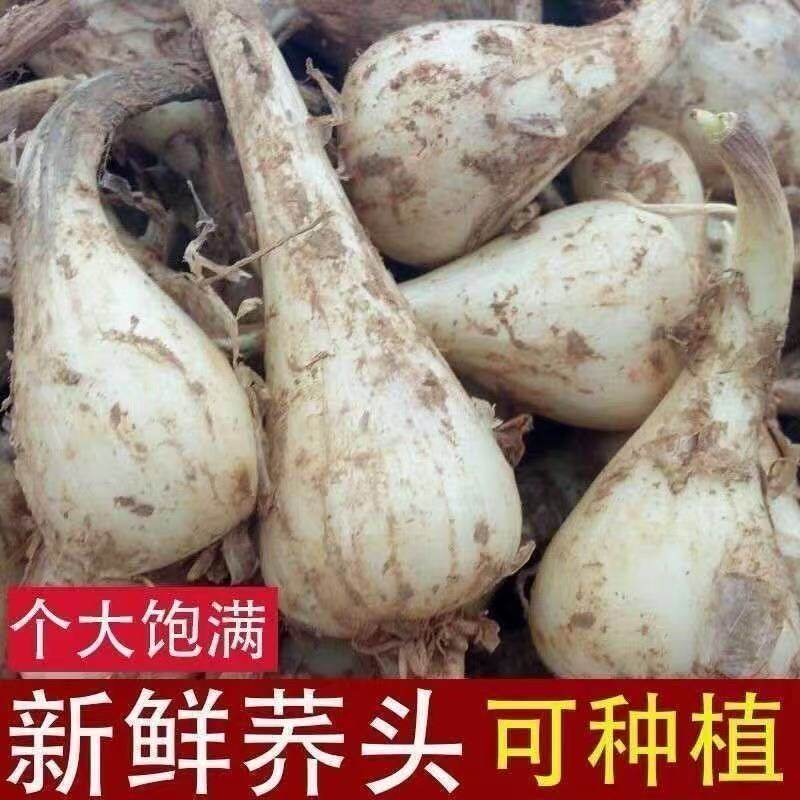 新鲜荞头带根藠头种子