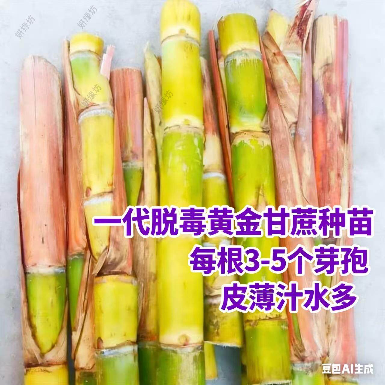 黄金黑皮甘蔗苗种苗广西双品种高产甜甘蔗带芽种植种子秧苗籽
