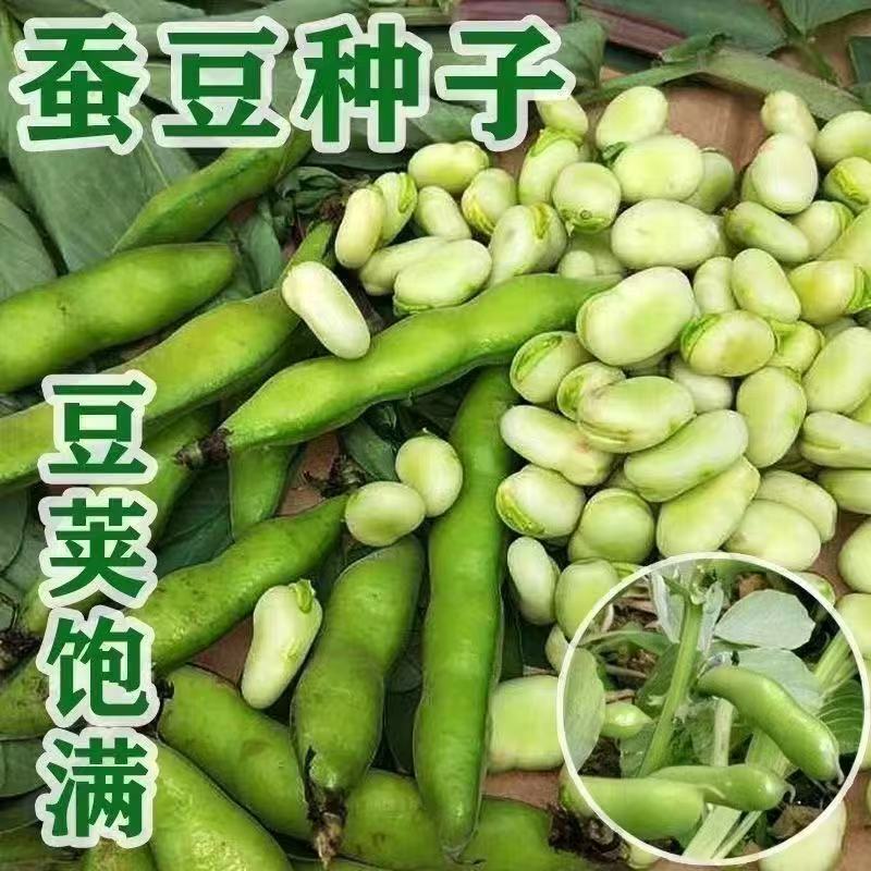 重庆小胡豆新货干蚕豆农家干胡豆生罗汉豆五谷杂粮批发包邮
