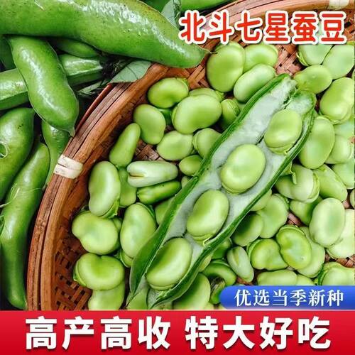 北斗七星精选饱满蚕豆种子罗汉豆种籽秋冬季播种早熟耐寒高产胡豆