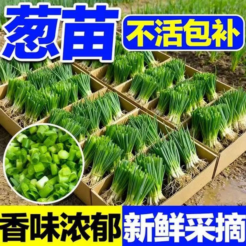 贵州露天种植四季香葱苗批发