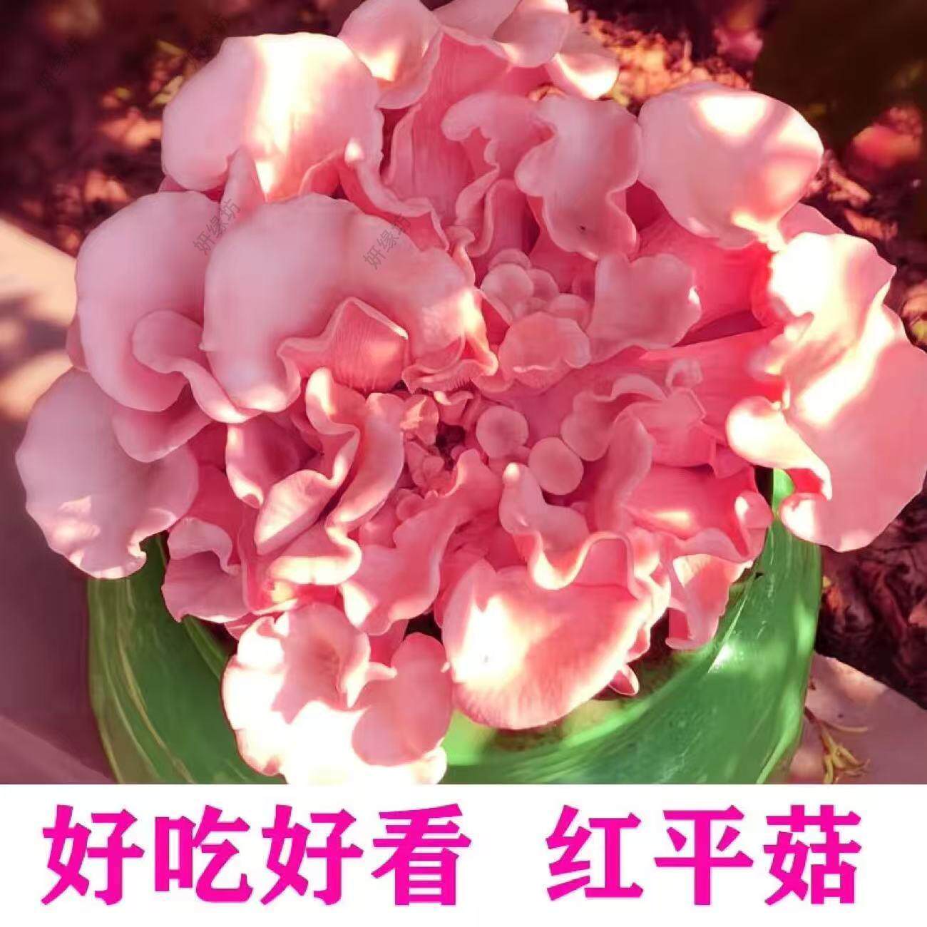 家庭蘑菇种植包可食用菌种菌包室内盆栽阳台种植儿童diy蘑菇菌