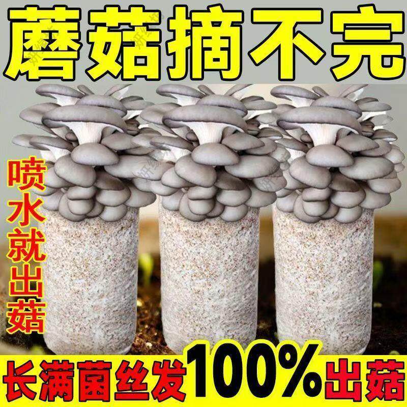 家庭种植榆黄菇菌包蘑菇菌种可食用室内阳台懒人盆栽蘑菇种植包